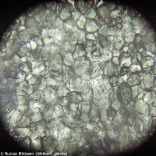 Микроскоп Levenhuk Rainbow 50L PLUS Moonstone/Лунный камень модель 69051 от Levenhuk