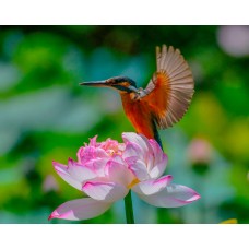 Фототелескоп Levenhuk Kelvin MAK60 mini AZ