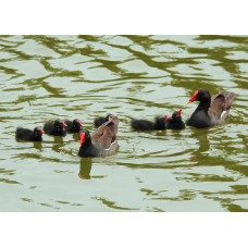 Фототелескоп Levenhuk Kelvin MAK60 mini AZ