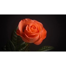 Фототелескоп Levenhuk Kelvin MAK60 mini AZ