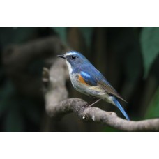 Фототелескоп Levenhuk Kelvin MAK80 AZ