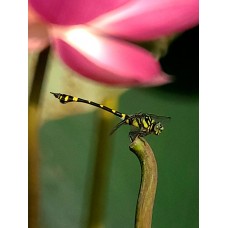 Фототелескоп Levenhuk Kelvin MAK80 AZ