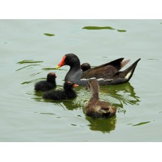 Фототелескоп Levenhuk Kelvin MAK80 AZ