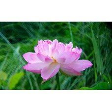 Фототелескоп Levenhuk Kelvin MAK80 AZ