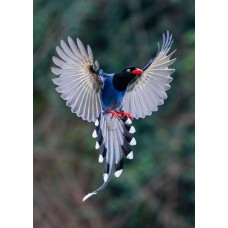 Фототелескоп Levenhuk Kelvin MAK90 AZ GOTO Wi-Fi