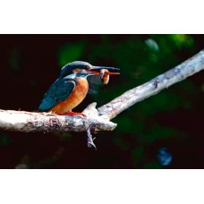 Фототелескоп Levenhuk Kelvin MAK90 AZ GOTO Wi-Fi