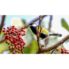 Фототелескоп Levenhuk Kelvin MAK127 AZ GOTO Wi-Fi