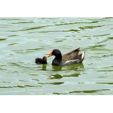 Фототелескоп Levenhuk Kelvin MAK127 AZ GOTO Wi-Fi