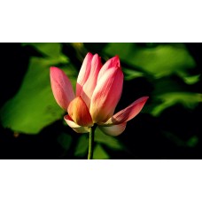 Фототелескоп Levenhuk Kelvin MAK127 AZ GOTO Wi-Fi