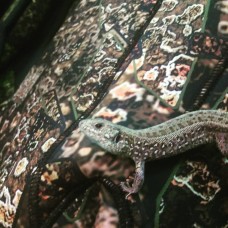 Гидрокостюм Salvimar Garda KRYPSIS 7 мм XXL