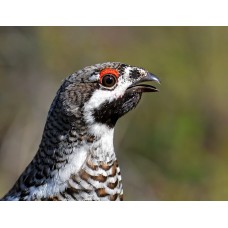 Манок Helen BAUD на рябчика модель 16 BLI от Helen Baud