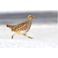 Манок Helen BAUD металлический на серую куропатку модель 35 BLI от Helen Baud