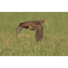 Манок Helen BAUD металлический на серую куропатку модель 35 BLI от Helen Baud