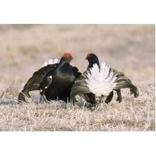 Манок Helen BAUD на тетерева модель 39 BLI от Helen Baud