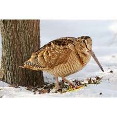 Манок Helen BAUD на вальдшнепа представитель Helen Baud в России Манок Helen BAUD на вальдшнепа модель 52 BLI от Helen Baud