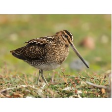 Манок Helen BAUD на вальдшнепа представитель Helen Baud в России Манок Helen BAUD на вальдшнепа модель 52 BLI от Helen Baud