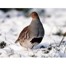 Манок Helen BAUD деревянный на серую куропатку представитель Helen Baud в России Манок Helen BAUD деревянный на серую куропатку модель 63 BLI от Helen Baud