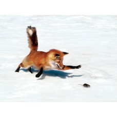 Манок Helen BAUD на лису (писк мыши) модель 75 BLI от Helen Baud