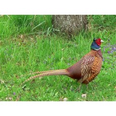 Манок Helen BAUD на фазана модель 80 BLI от Helen Baud