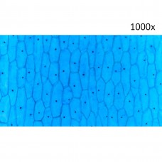 Цифровой микроскоп МИКМЕД LCD 1000Х 2.0LB модель vb_30701 от Микмед