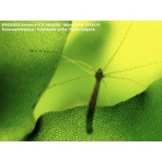 Микроскоп Bresser Advance ICD 10x-160x модель 33142 от Bresser
